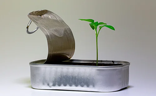 Junges grünes Pflänzchen wächst aus einer kleinen Metallbox vor hellem Hintergrund.